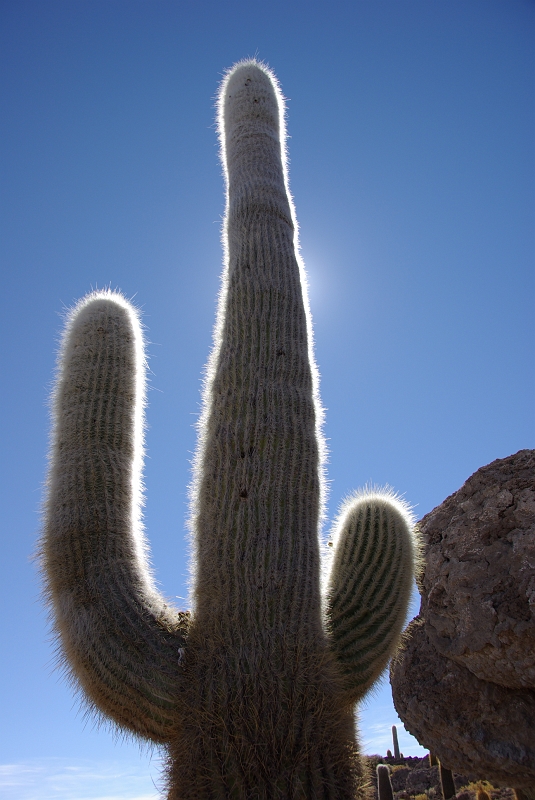049_IMGP2977.JPG - Piloes cereus selcianus, à vos souhaits !