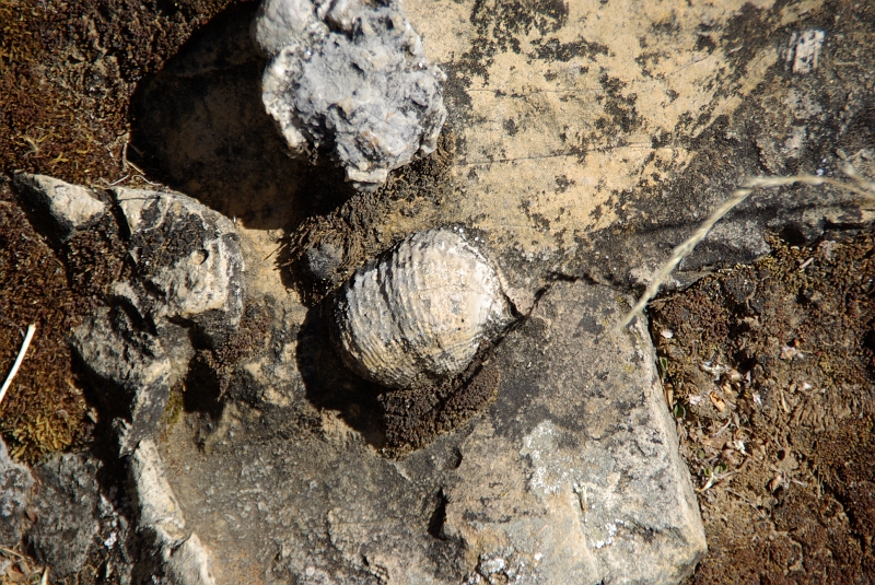 018_IMGP2229.JPG - Fossile de bivalve.