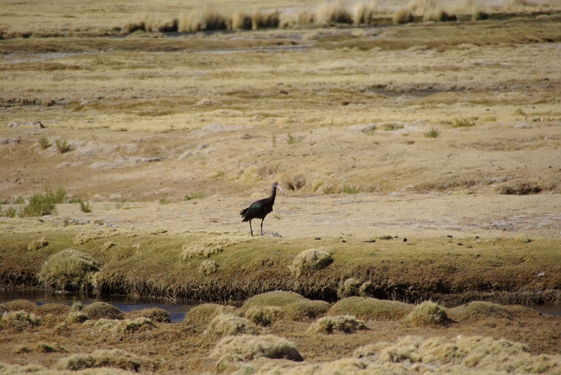 021_IMGP3839.JPG - Drôle d'oiseaux à long bec.