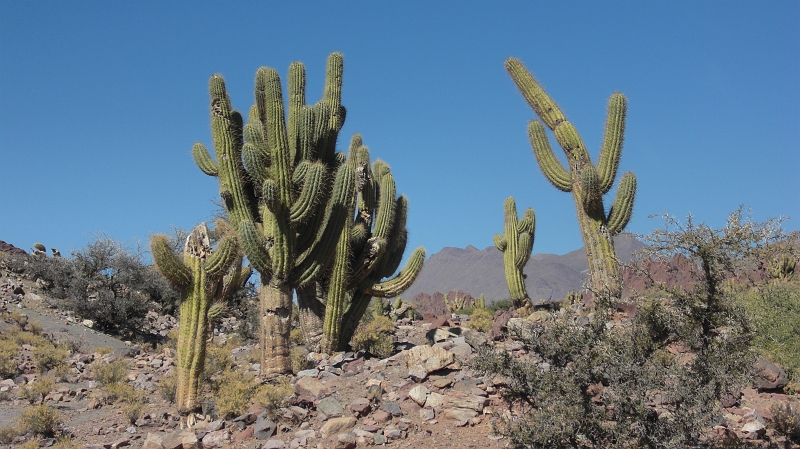 061_CIMG0291.JPG