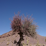 045_IMGP2566