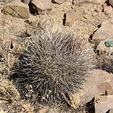068_IMGP2594