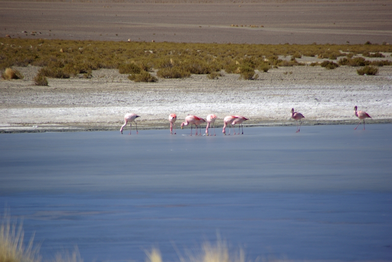 073_IMGP3158.JPG - Flamands roses à plus de 4 000 m d'altitude.