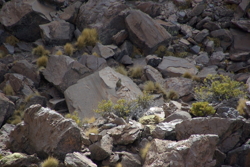 023_IMGP2780.JPG - Un viscachas prenant le soleil sur un rocher, sorte de lapin des Andes.