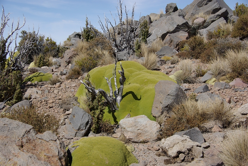 026_IMGP2787.JPG - Vent froid et glacé, oxygène rare, les plantes s'adaptent aux conditions des Andes.