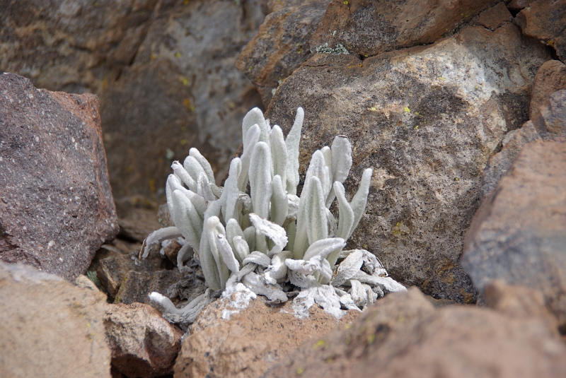 057_IMGP2821.JPG - Pour se protéger du froid, cette plante recouvre ses feuilles d'un fin duvet comme les Edelweiss pour les fleurs chez nous.