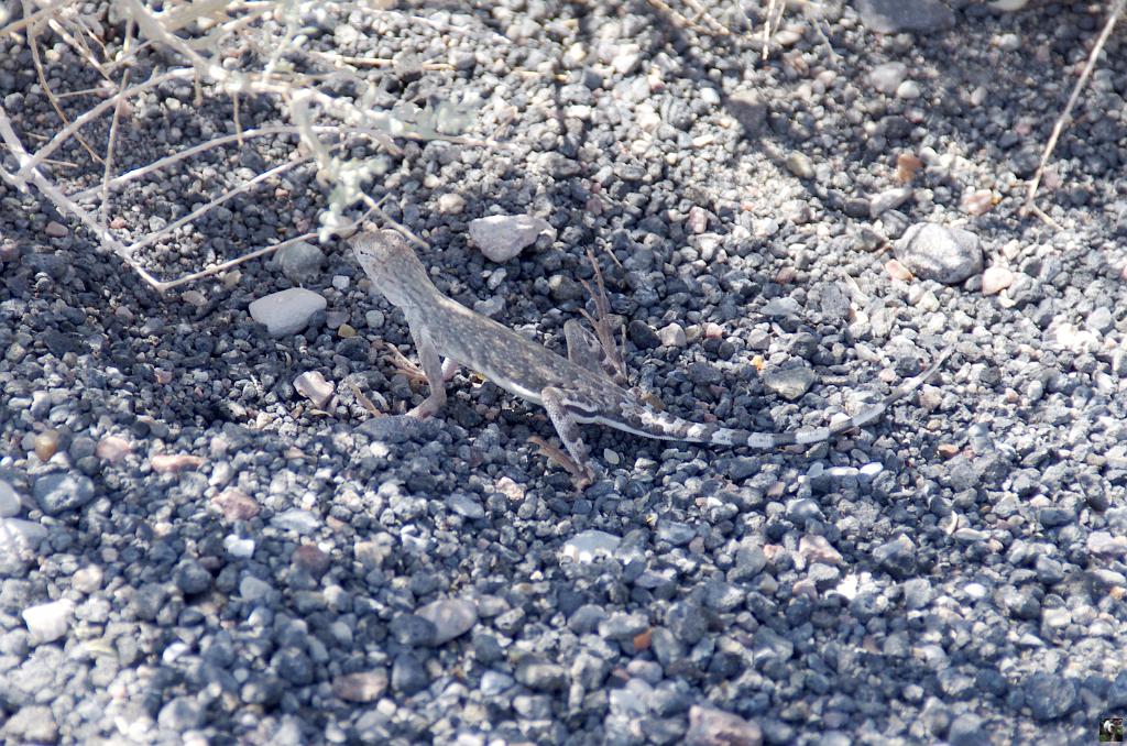 0781.JPG - Un petit lézard ...