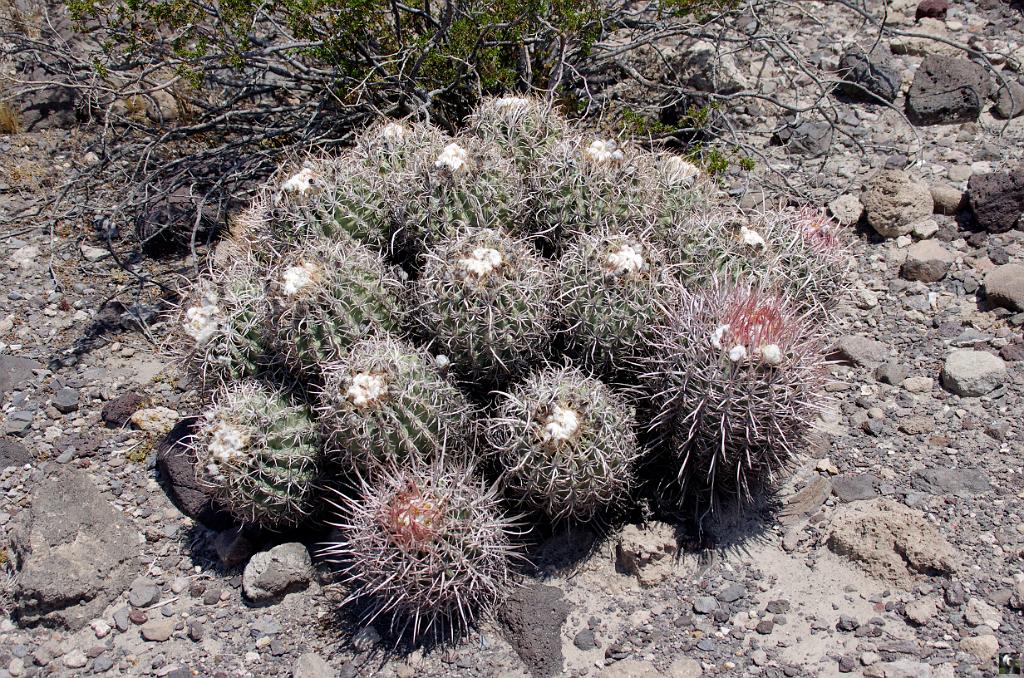 0815.JPG - Nous repartons. Un joli cactus sur le bord de la route.