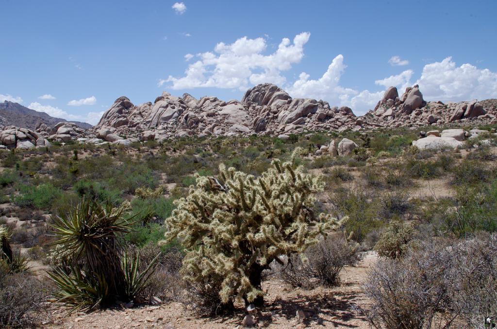 1092.JPG - Des yuccas, des cactus sur fond de granit.