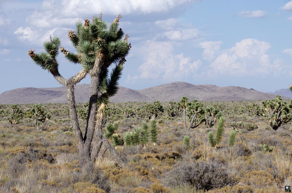 1136.JPG - Joshua tree.