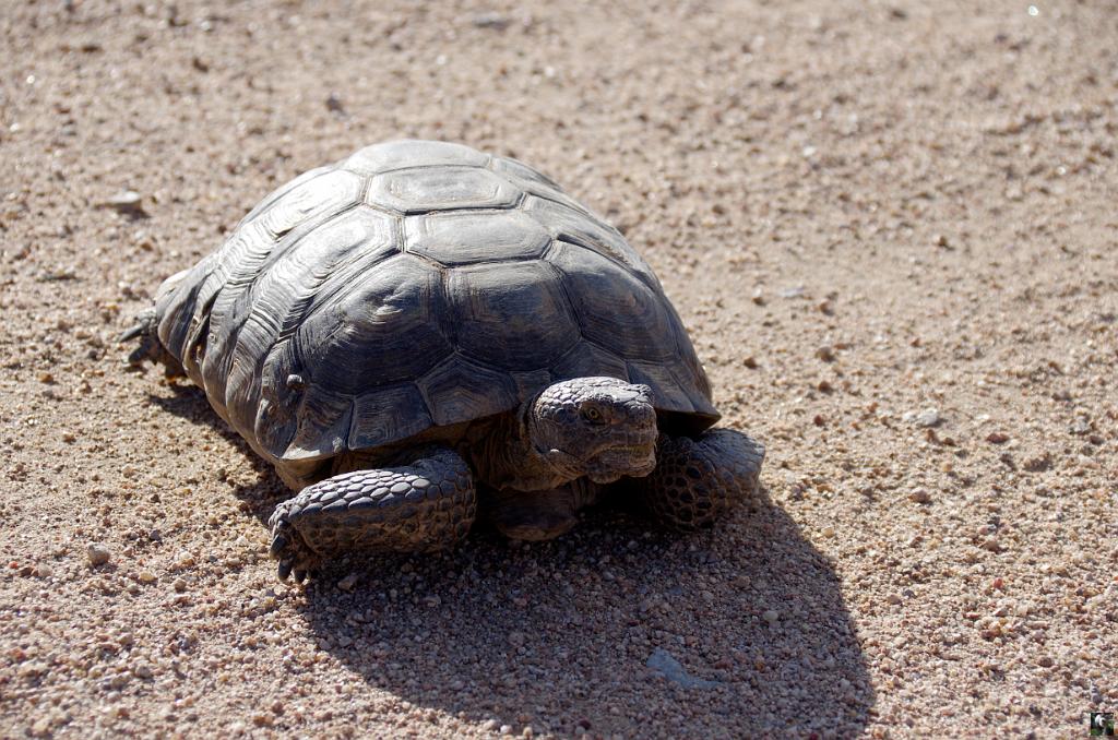 1142.JPG - Une tortue locale.