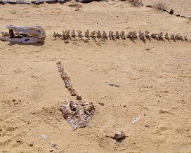 Oasis de Fayoum et Kasr El Sagha. Découverte du Jebel Qatrani avec les squelettes et la forêt pétrifiée puis du Château des bijoutiers.