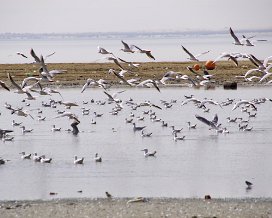 Le Wadi El Rayan Grande balade en bordure du lac inférieur et jusqu'au lac Magique.