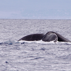 BI_Baleines