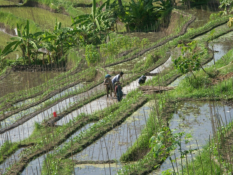 Rizieres_Bali_PICT2552.JPG - Chaque parcelle est cultivée.