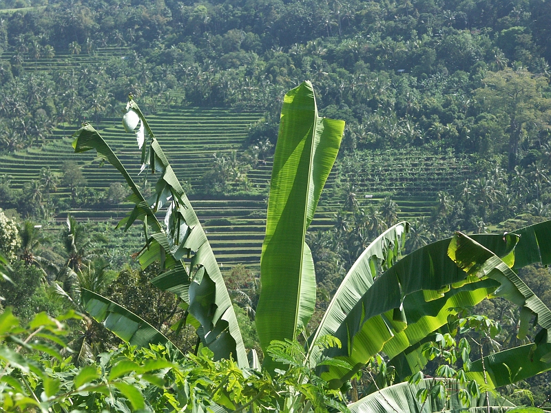 Rizieres_Bali_PICT2561.JPG - C'est tropical.