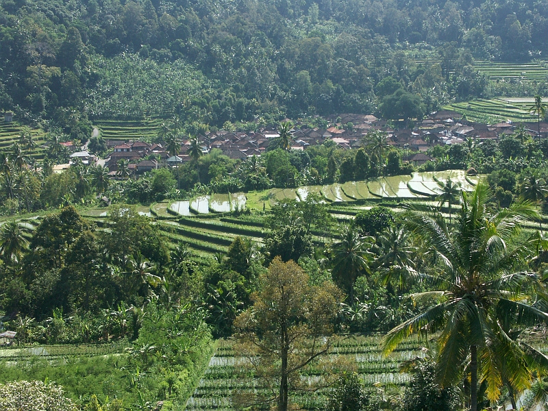 Rizieres_Bali_PICT2565.JPG - Cultures en courbes de niveau.
