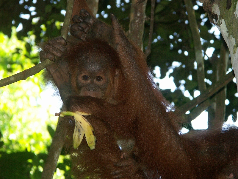 Orangs_OutangPICT1773.JPG - Les individus, plus en retrait dans la forêt sont eux beaucoup plus sauvages.