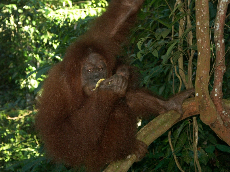 Orangs_OutangPICT1781.JPG - Air débonnaire et tranquille, on ne décèle aucune agressivité, elle est très habituée à la présence de l'homme. 
