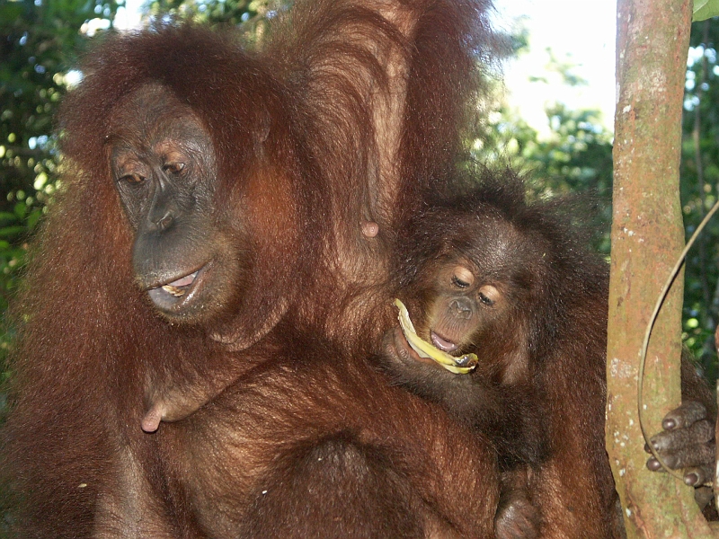 Orangs_OutangPICT1800.JPG