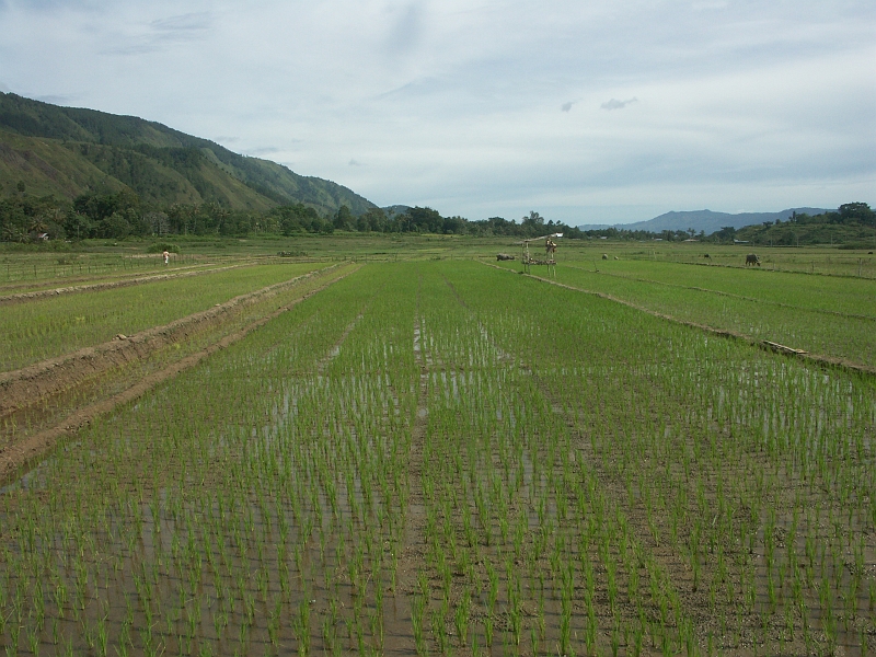Samosir_PICT0086.JPG - Rizières.