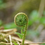 IMGP1871A