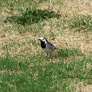 IMGP1879A