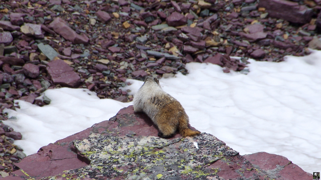 0637.JPG - Une vraie marmotte qui n'a pas daigné se retourner.