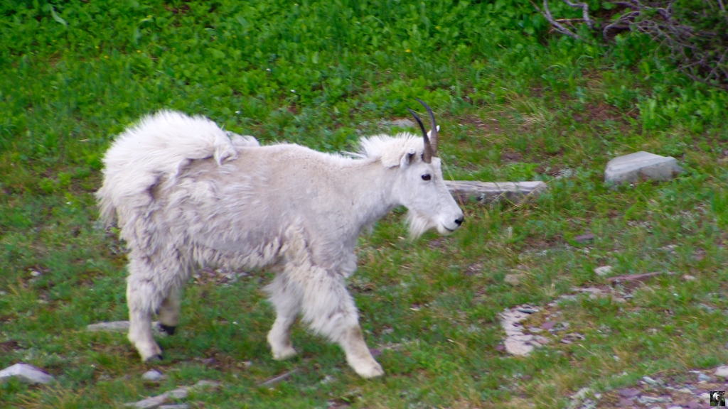 0667.JPG - Oreamnos americanus, Chèvre des montagnes rocheuses.