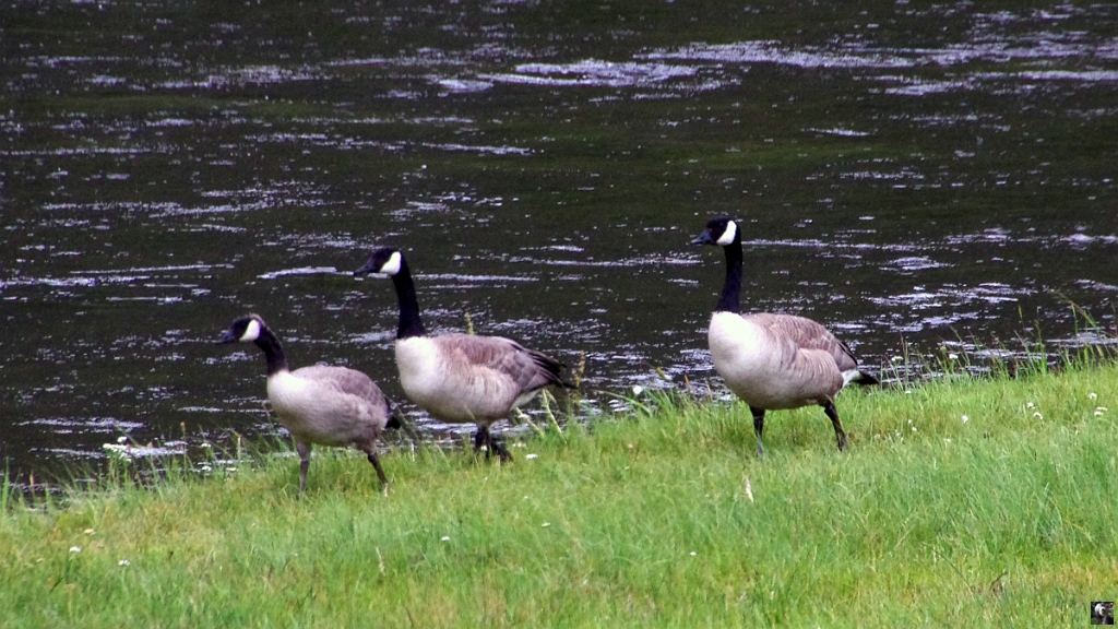 1018.JPG - Oies.