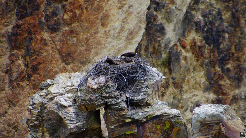 1334.JPG - Un couple de buzard dans leur nid perché sur ce piton rocheux.