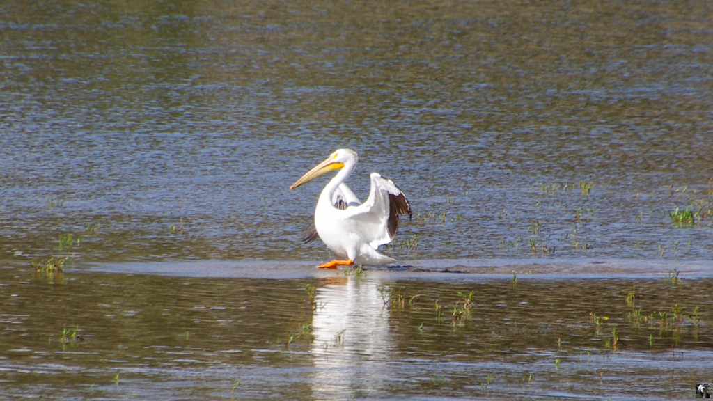 1431.JPG - Pélican blanc dAmérique.