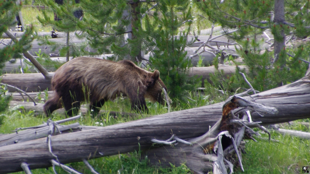 1752.JPG - Le seul Grizzly que nous aurons vu.
