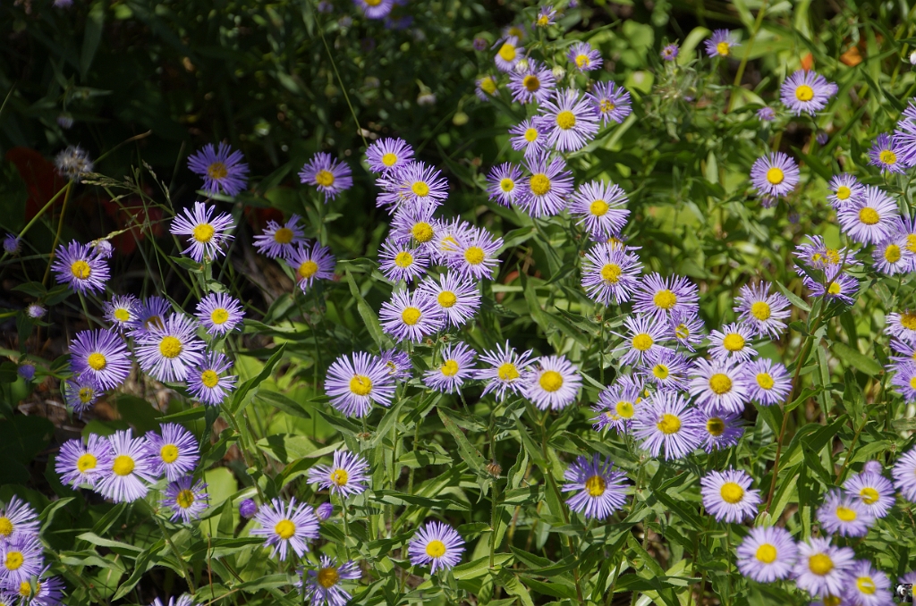 Erigeron_peregrinus_2.JPG - Erigeron peregrinus