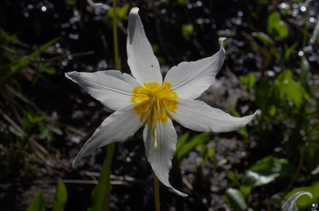 Erythronium_montanum_2.JPG - Erythronium montanum