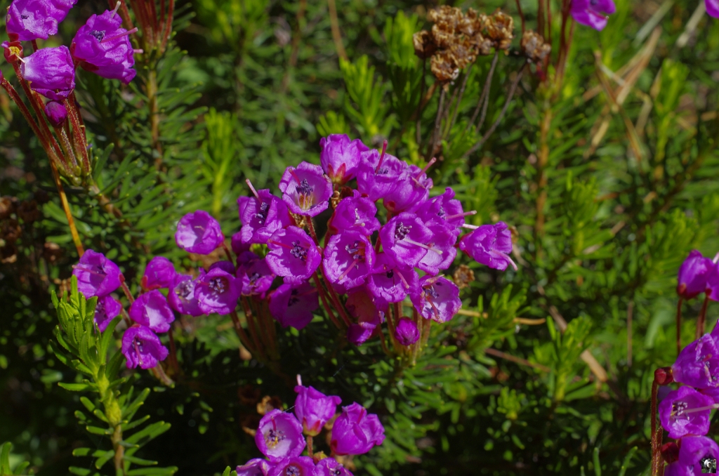 Phyllodoce_empetriformis_2.JPG - Phyllodoce_empetriformis