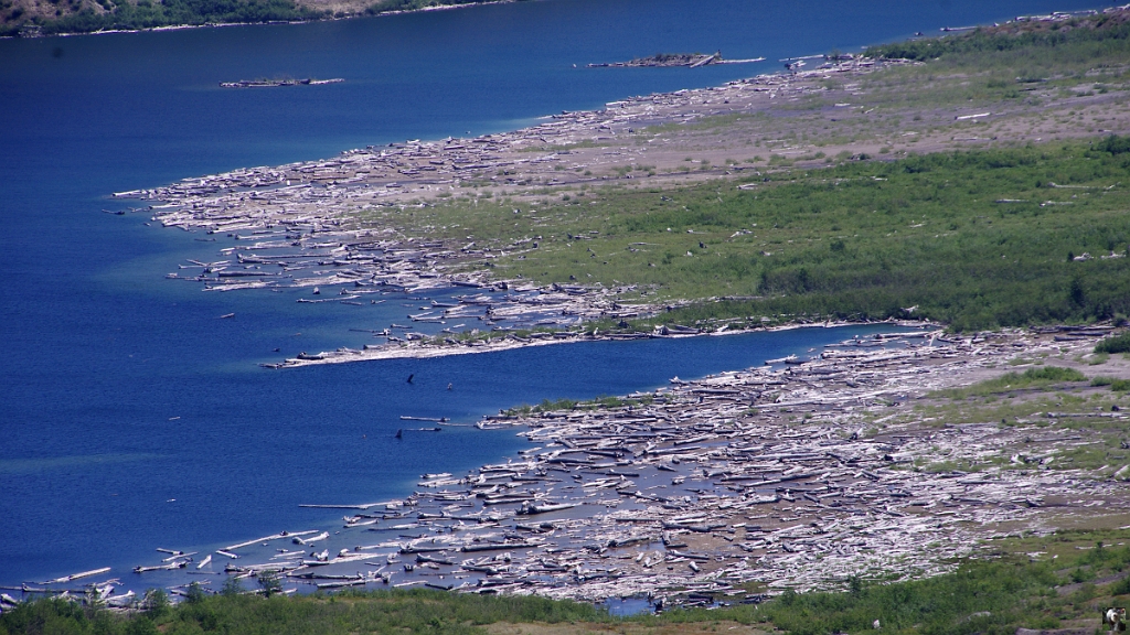 0267.JPG - La coulée de cendre ayant recouvert une partie du Spirit Lake ainsi que les troncs d'arbres arrachés.