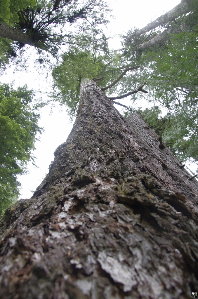 0381.JPG - Les arbres vertigineux.