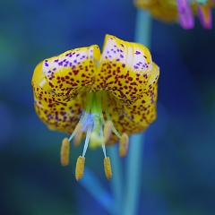 Flore