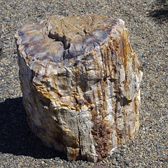 Petrified